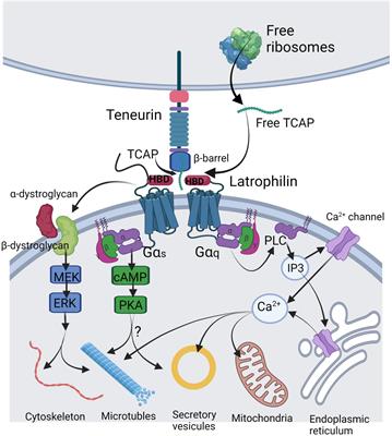 Role of Teneurin C-Terminal Associated Peptides (TCAP) on Intercellular Adhesion and Communication